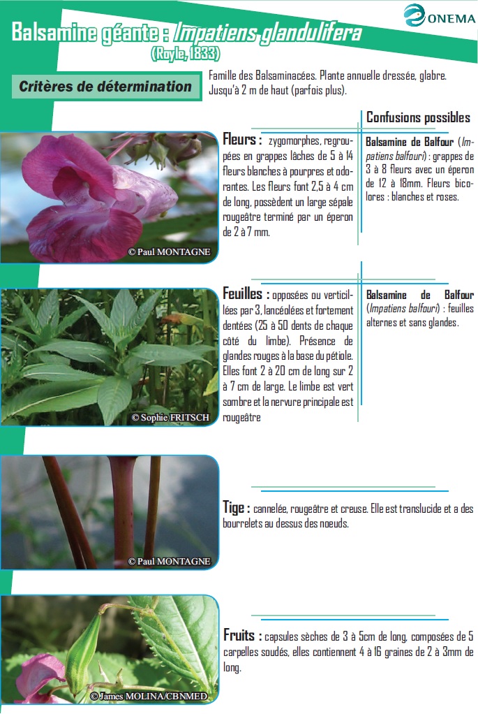 Fiche espèce Balsamine géante