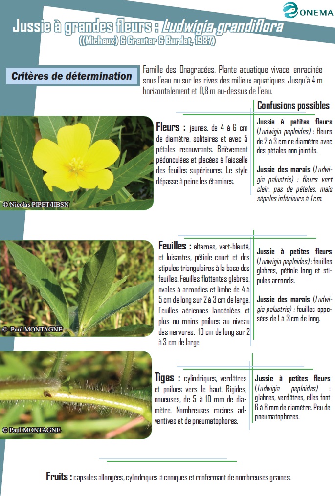 Fiche espèce Jussies