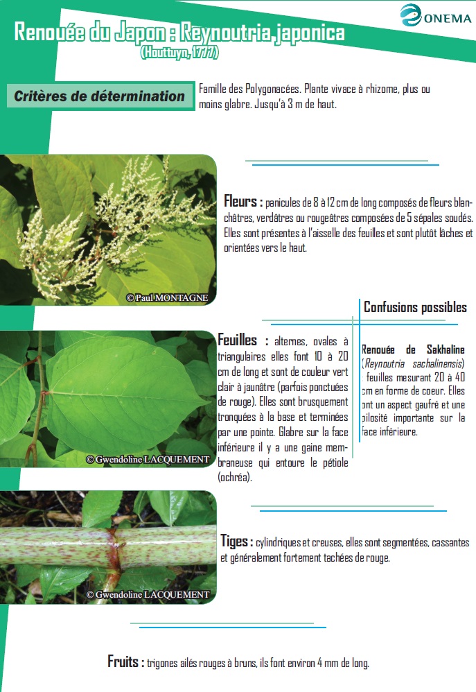 Fiche espèce Renouée du Japon
